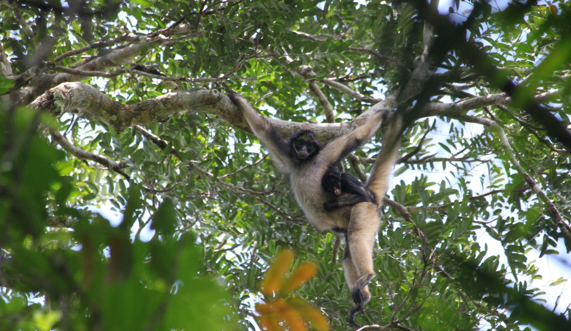 White-bellied spider monkey with infant in the Amazon rainforest canopy