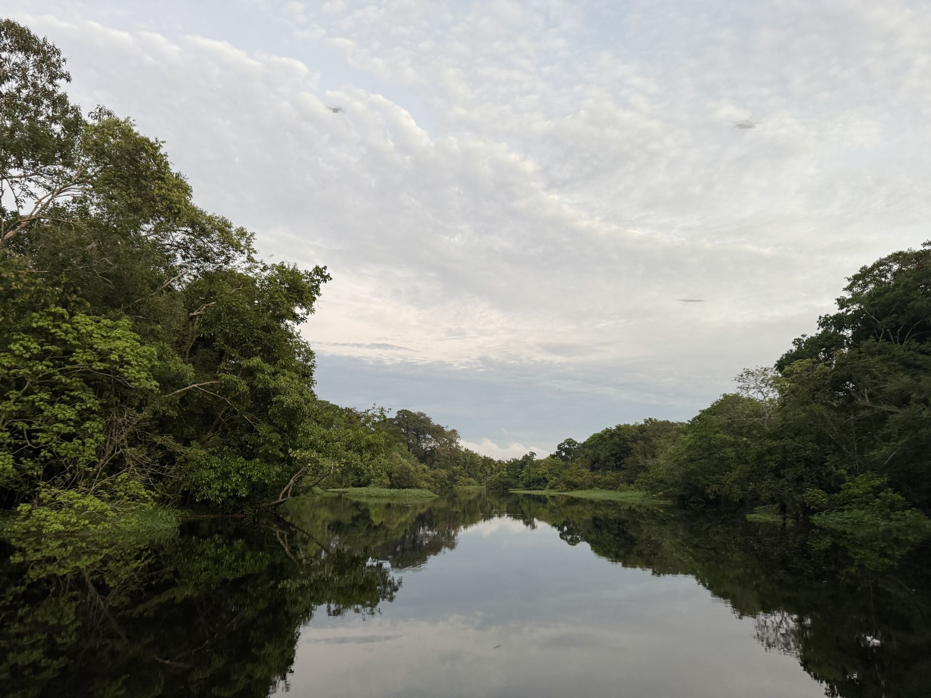 Mirror-calm Amazon river channel flanked by dense rainforest