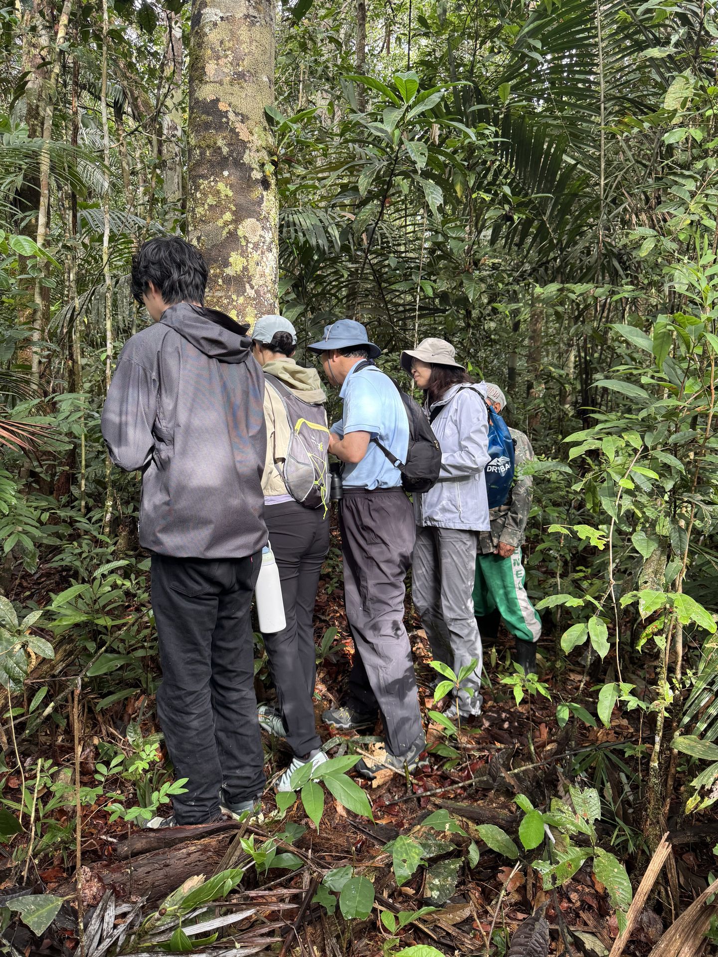 Naturalist guides and guests examining the forest floor during a jungle walk