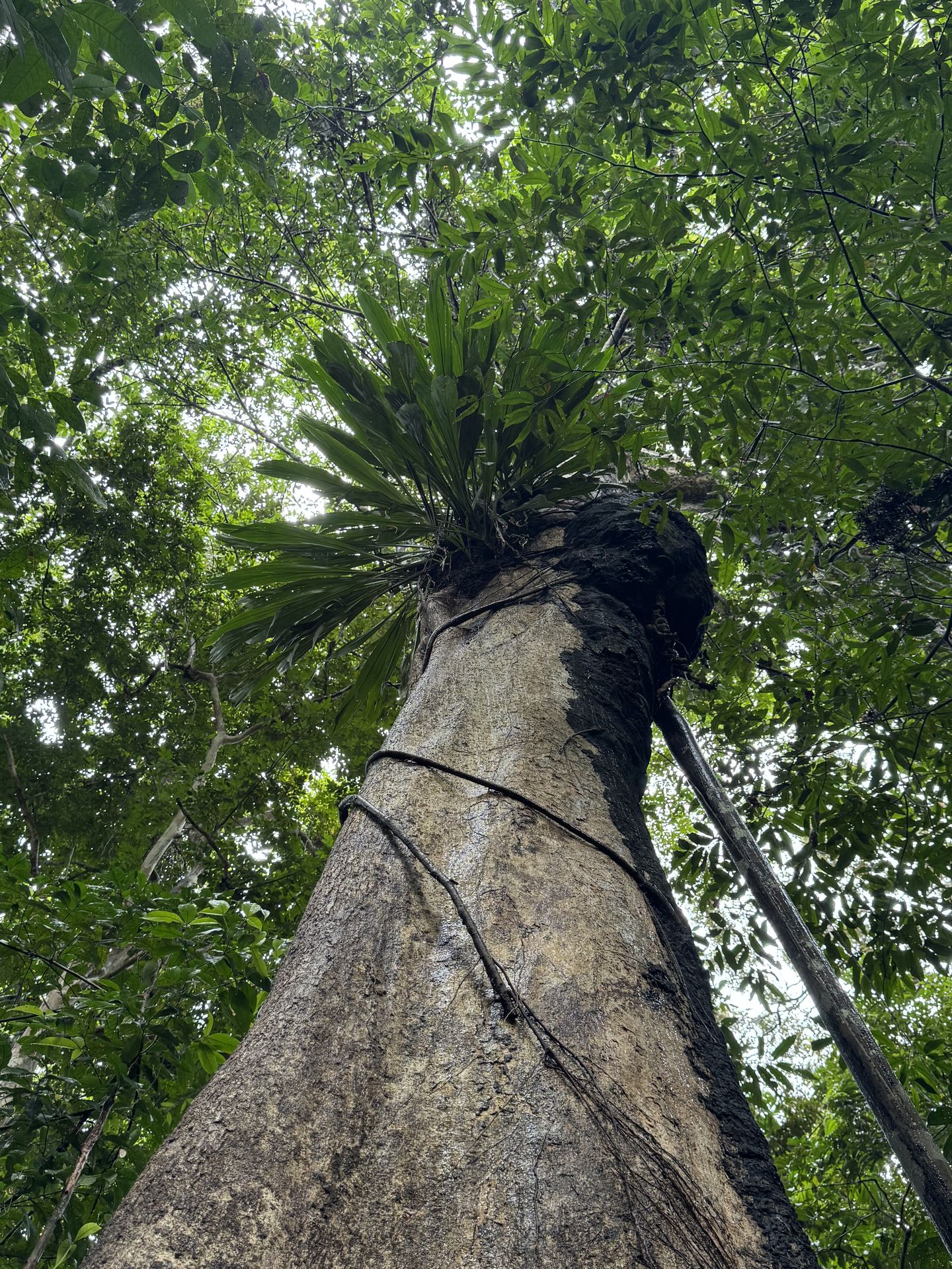 Giant Amazon rainforest canopy on the Amazon Lodge overnight tour from Manaus