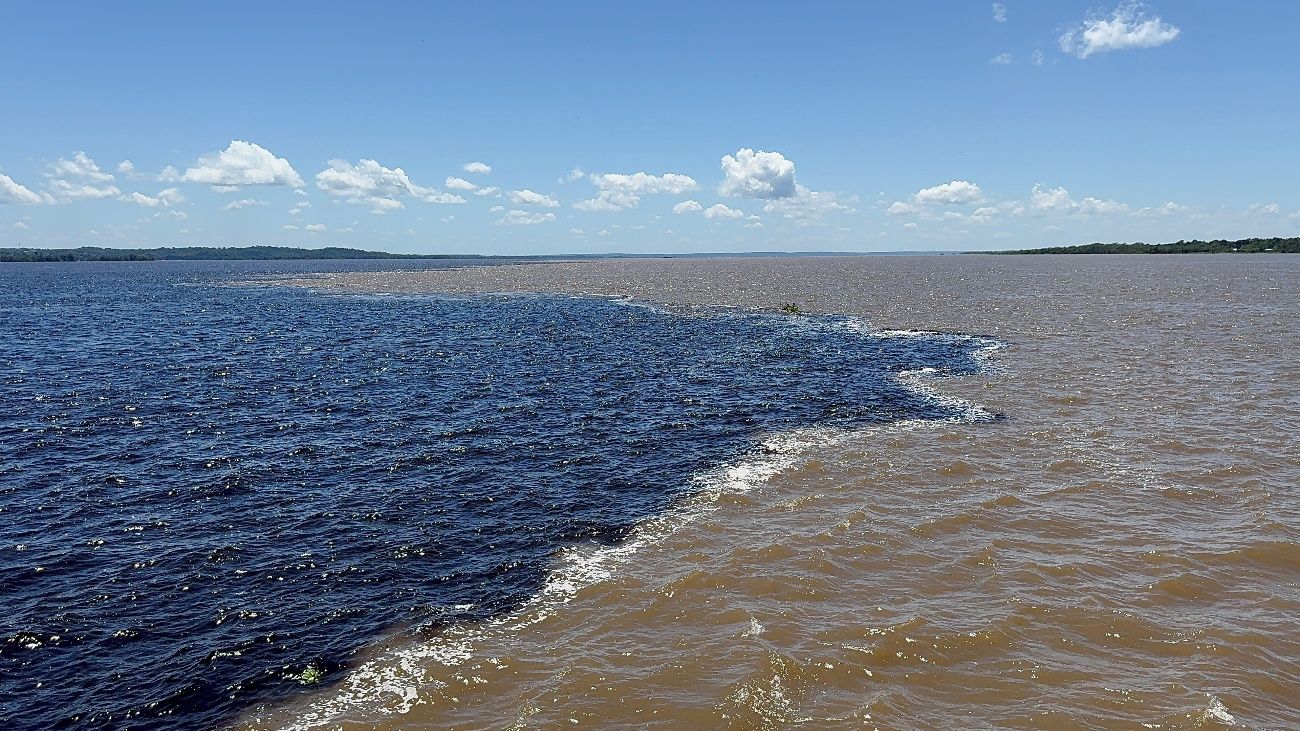 Pink river dolphin (Inia geoffrensis) surfacing in the black waters of Novo Airão, Amazonas, Brazil