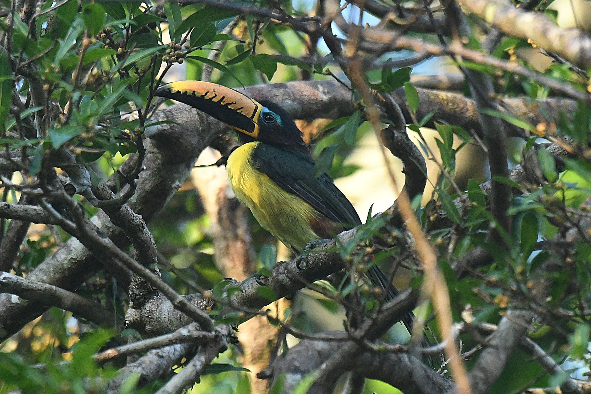 Lettered Aracari toucanet on a perch in the Amazon