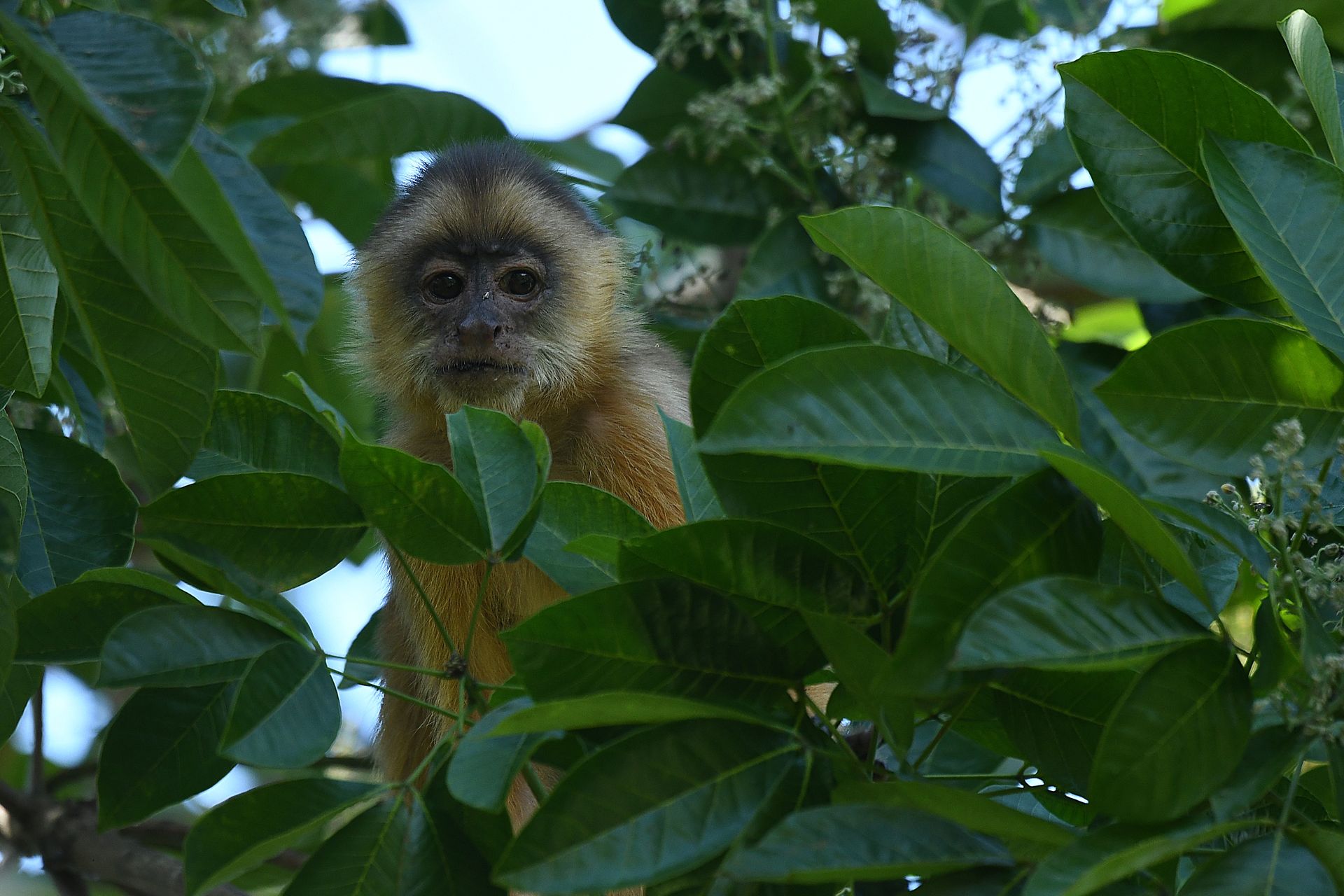 Capuchin monkey looking directly at the camera