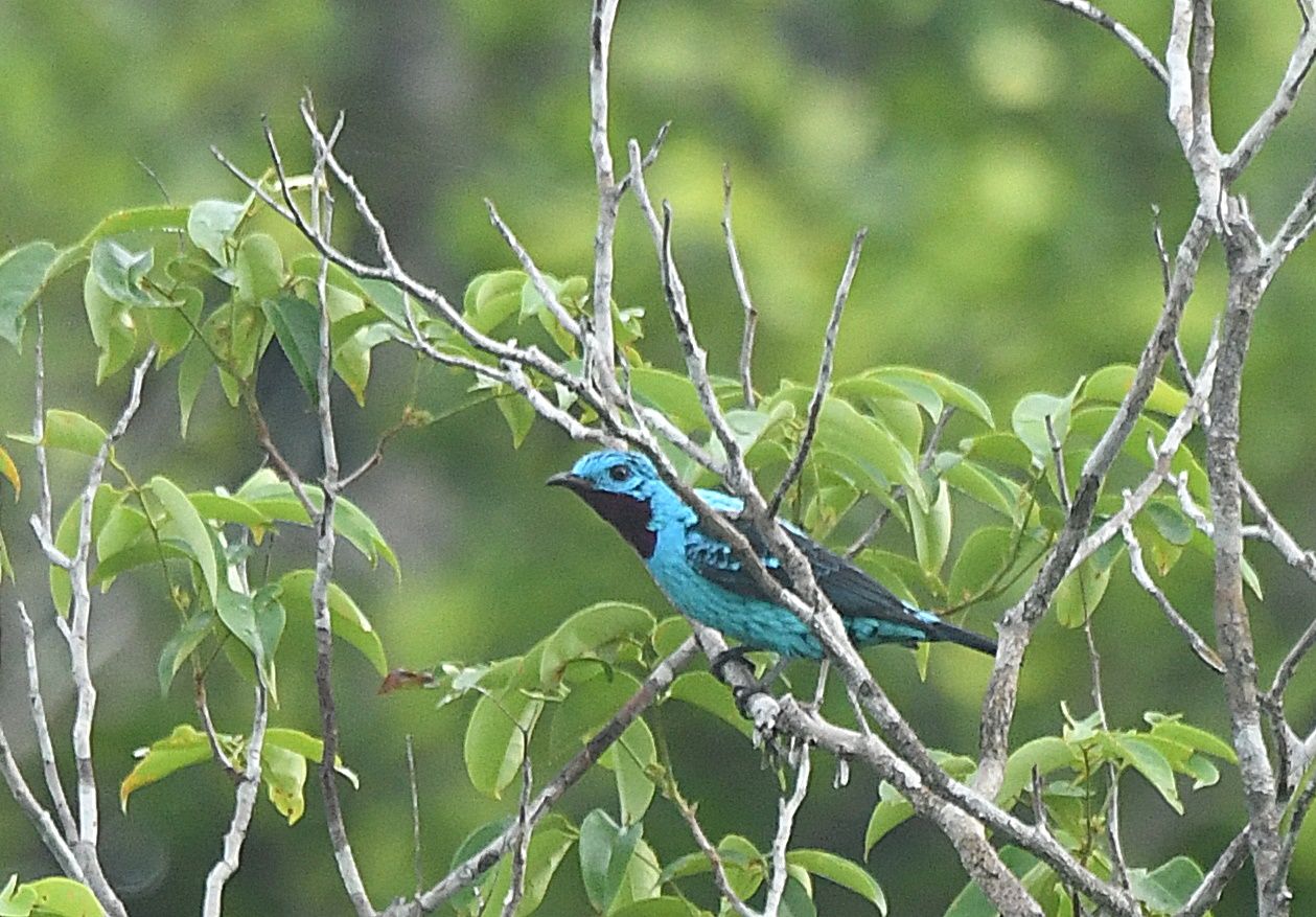 Spangled Cotinga, electric blue plumage, on a branch