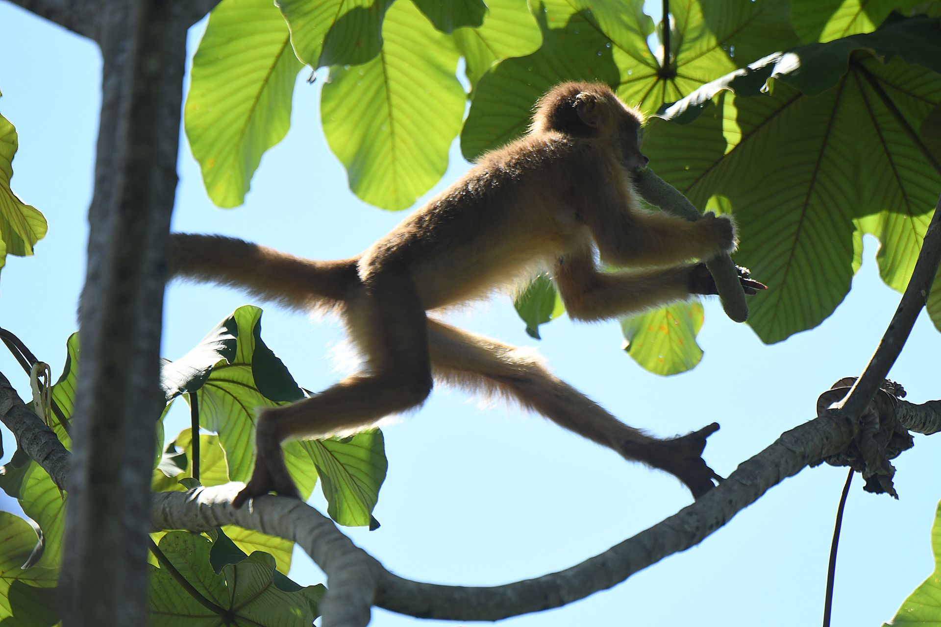 Spider monkey mid-leap between trees in the Amazon forest