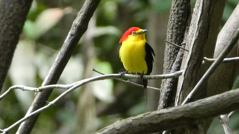 Amazon birdwatching tour from Manaus