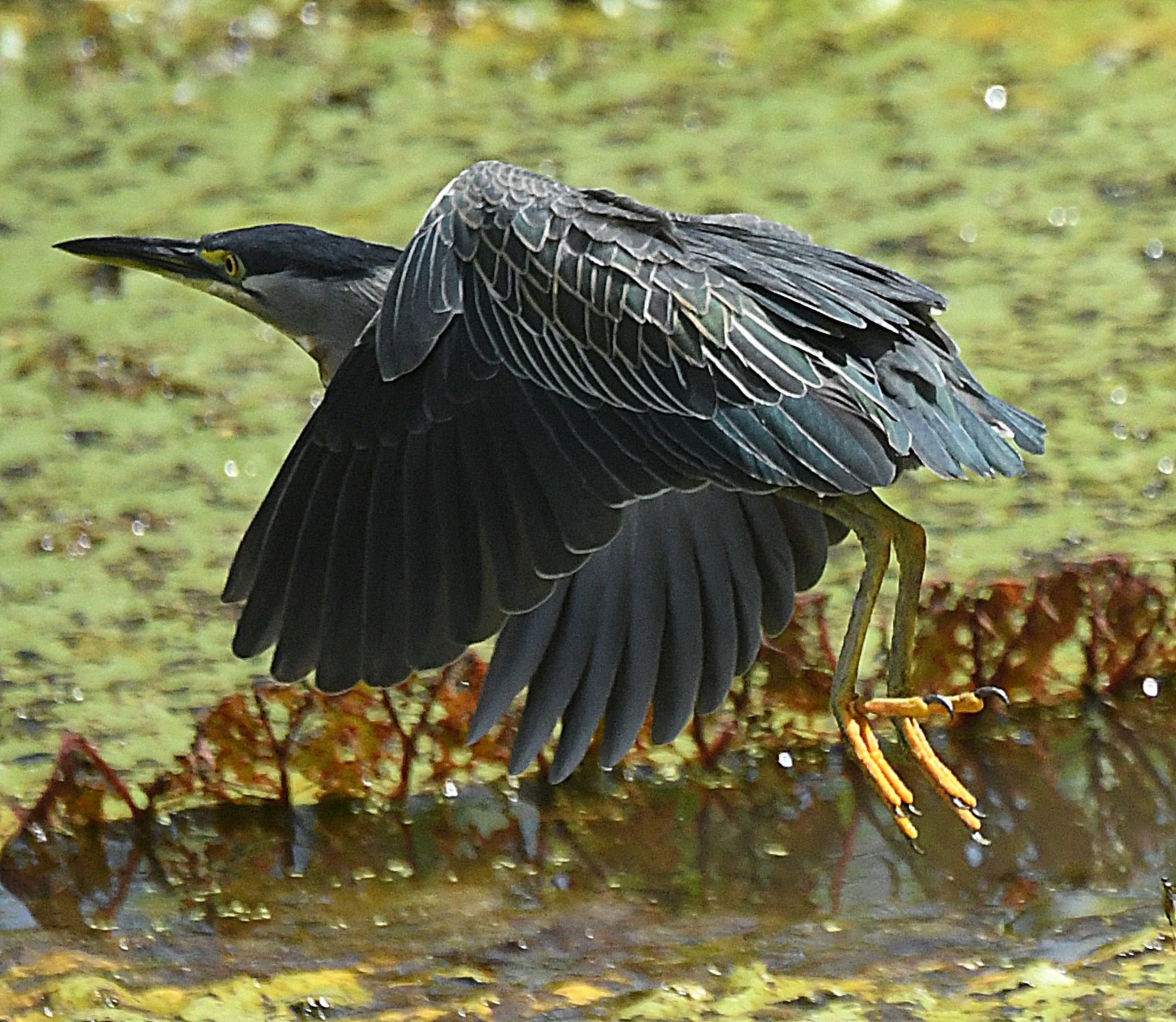 Great heron in full flight over the Amazon várzea at dusk