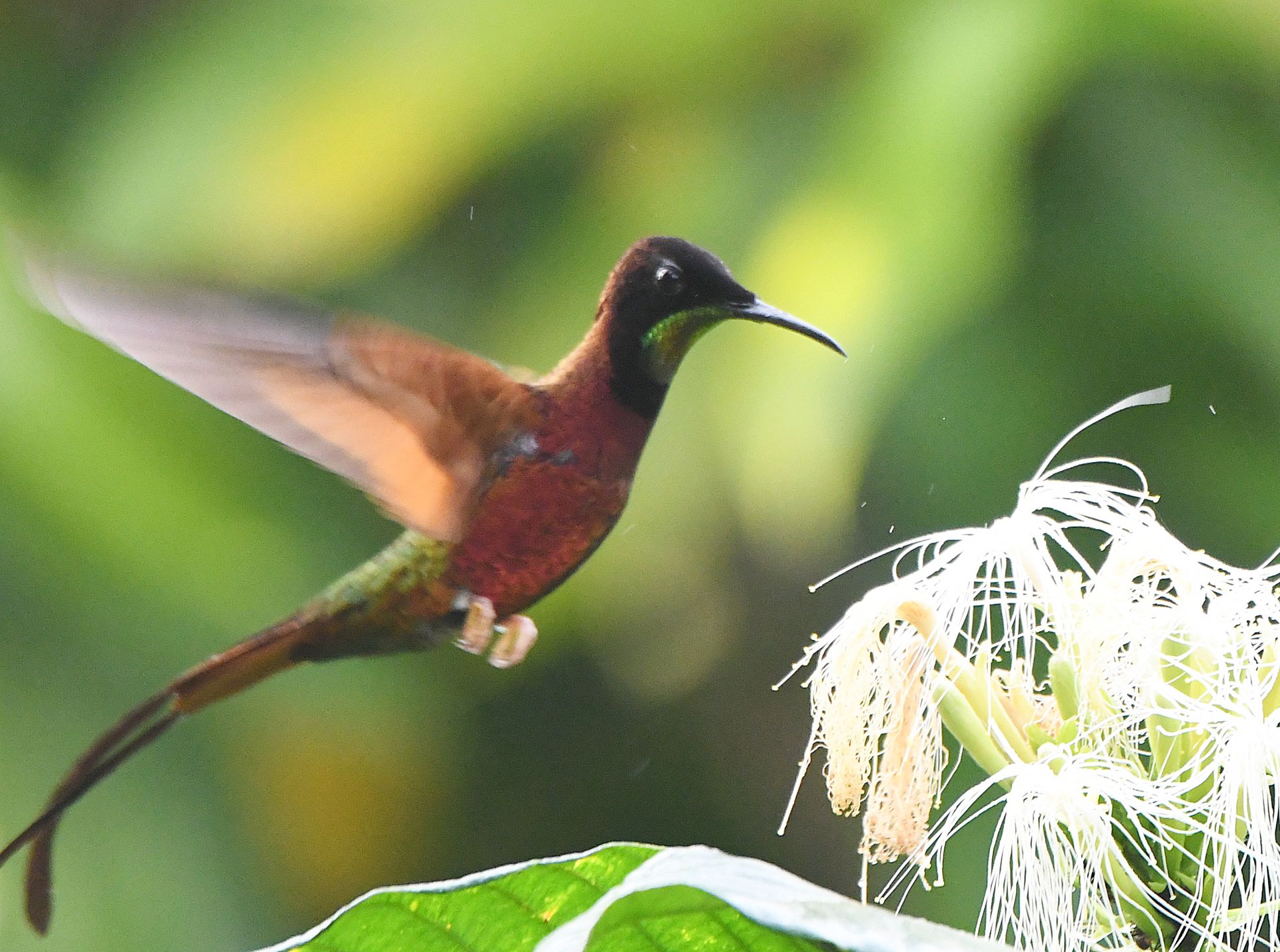 Hummingbird hovering at a white flower in the Amazon