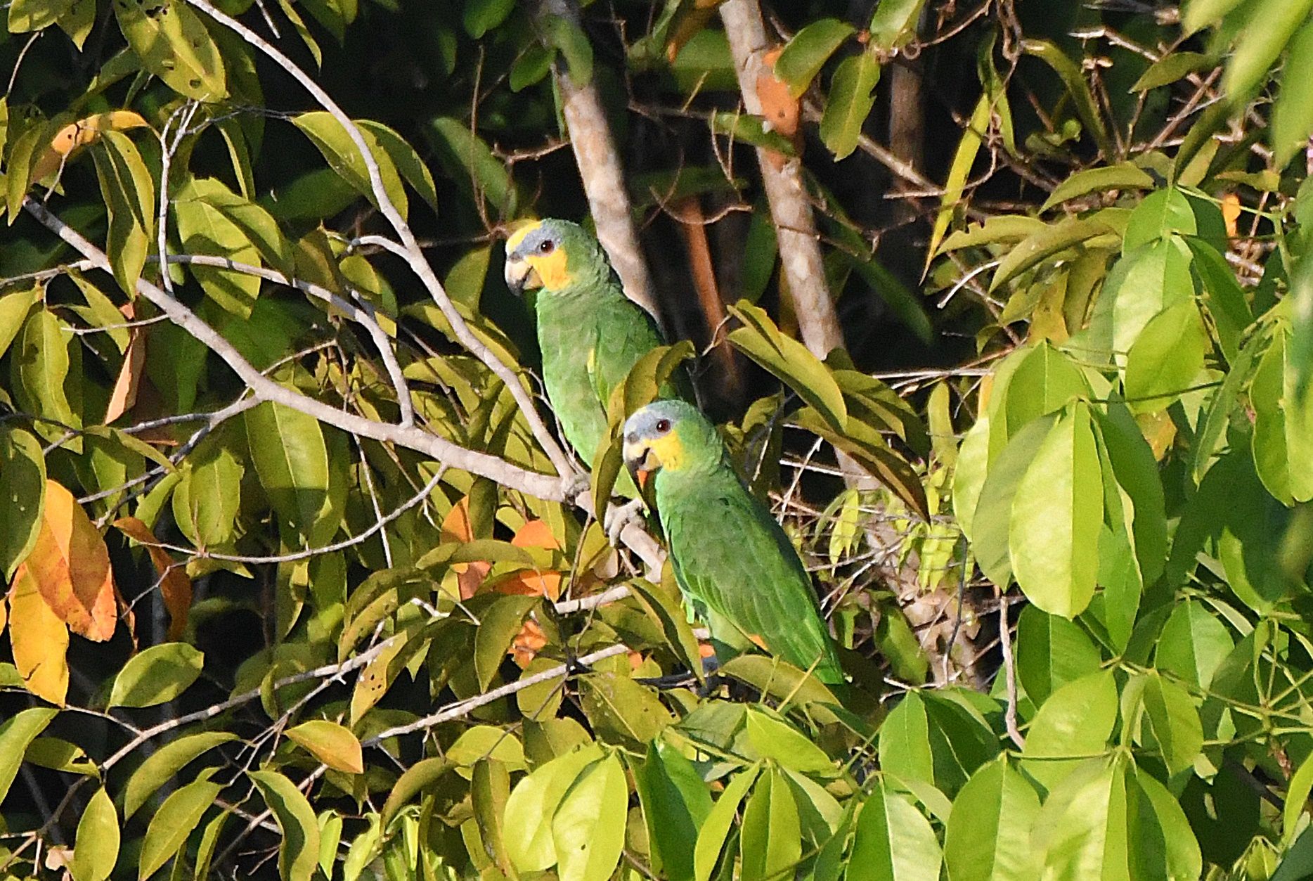 Pair of Amazon parrots in dense forest foliage
