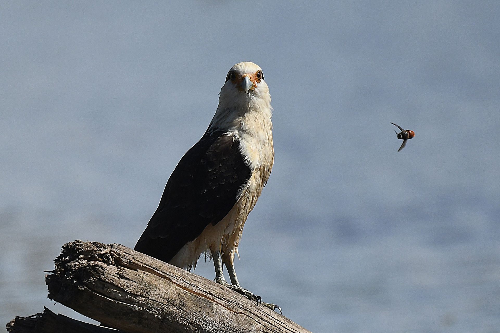 Black-and-white hawk perched on river driftwood