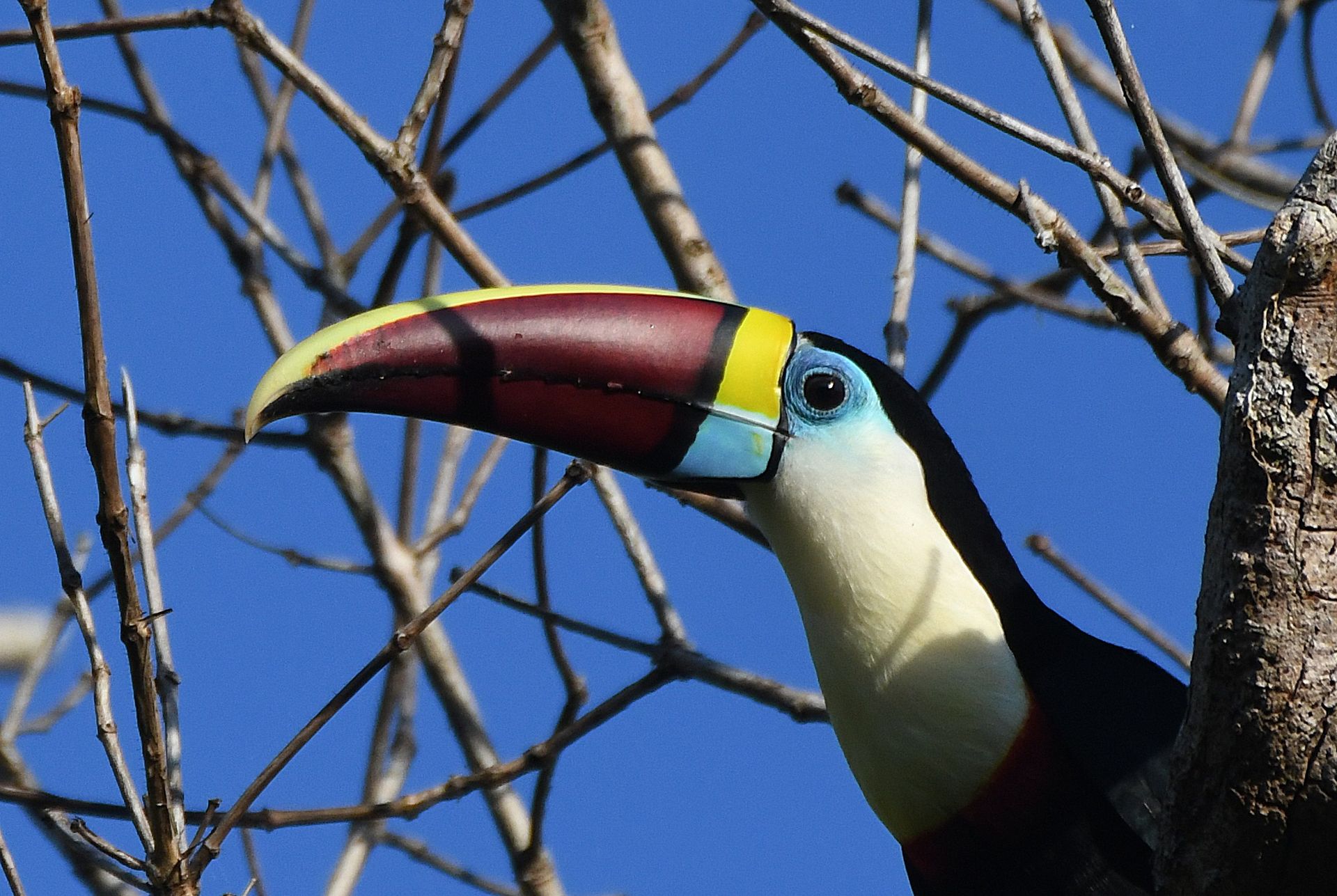 Toucan with vivid colourful beak, Amazon forest
