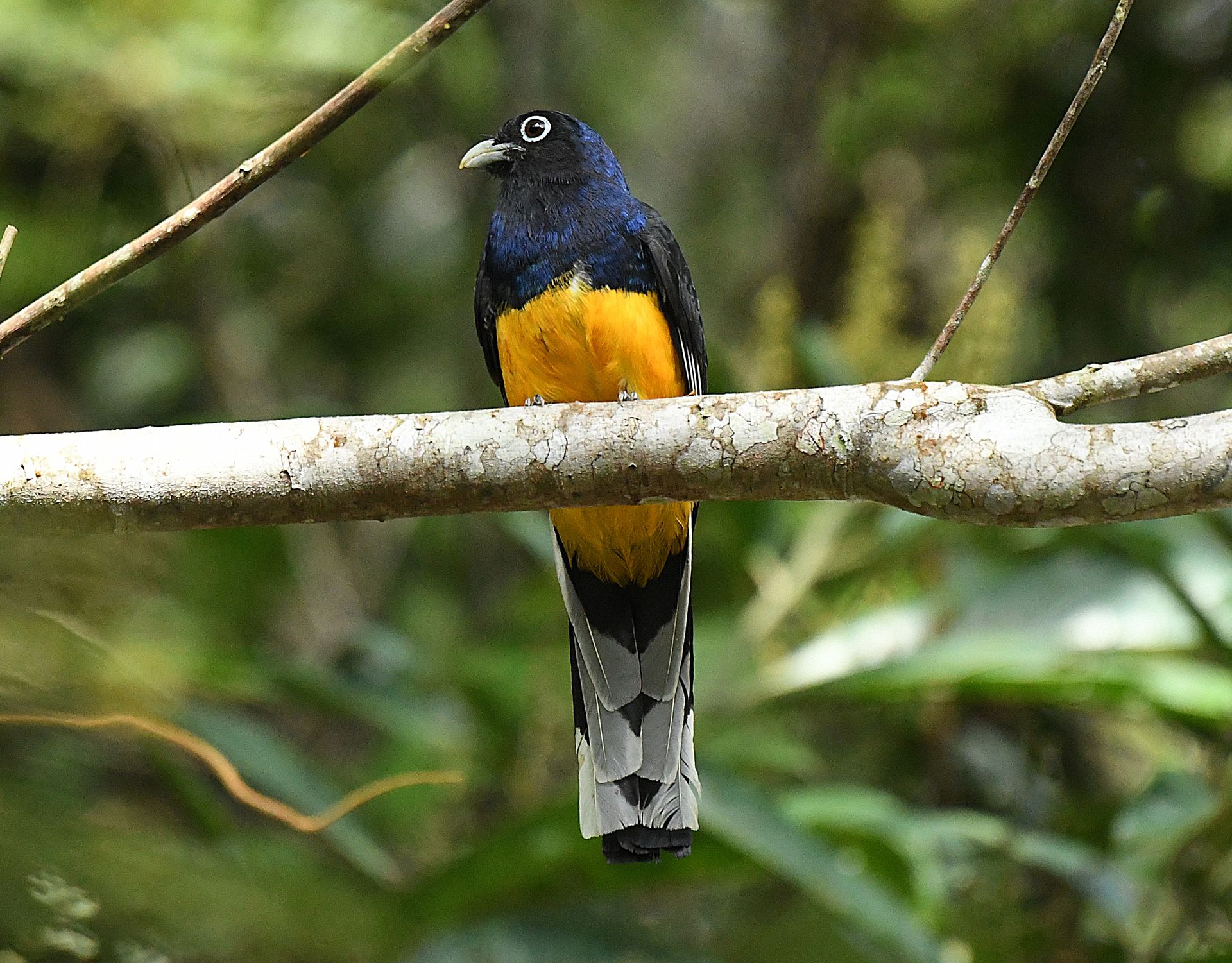 Violaceous trogon perched on a branch in the Amazon forest