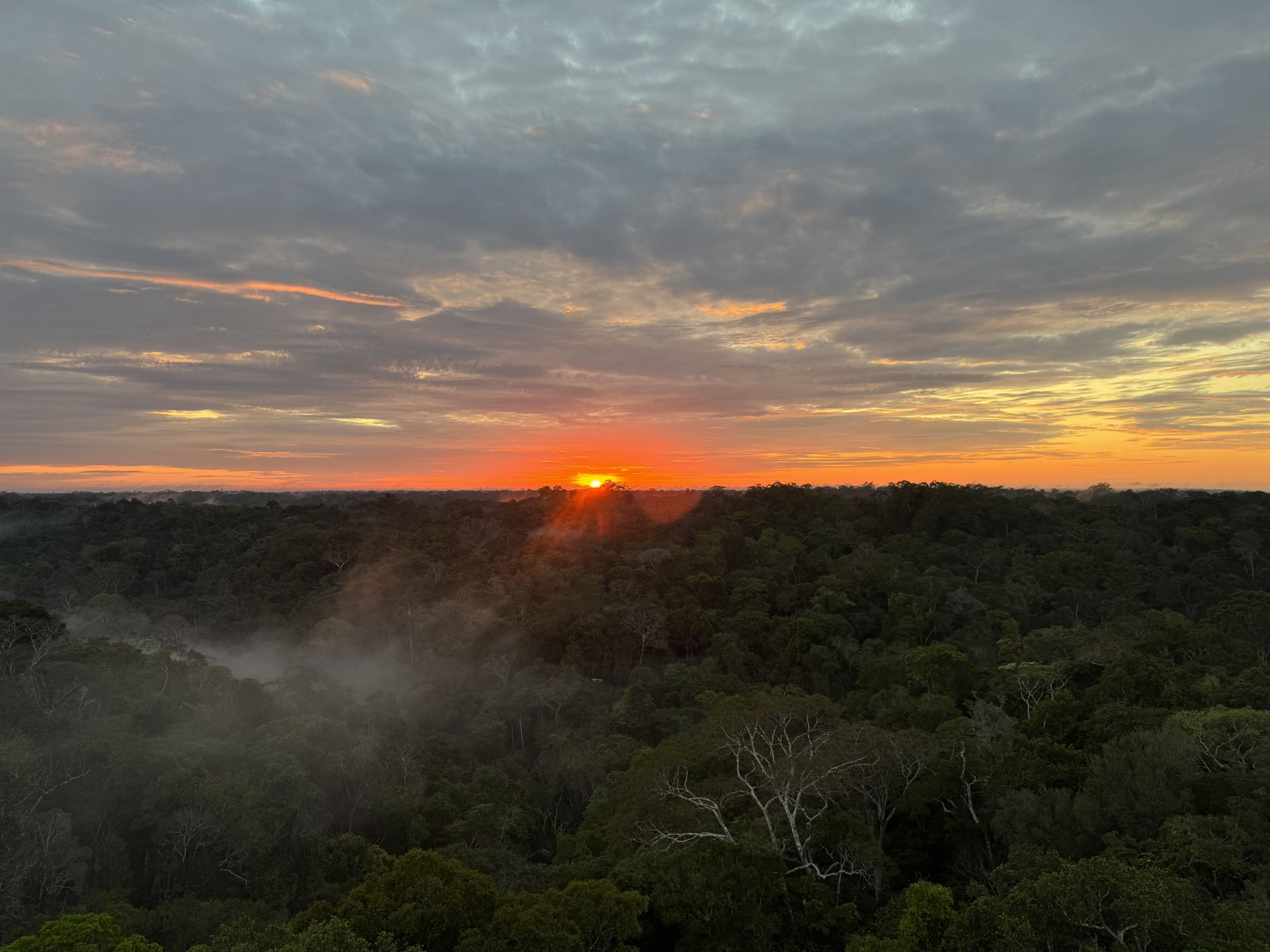 Amazon forest canopy from above