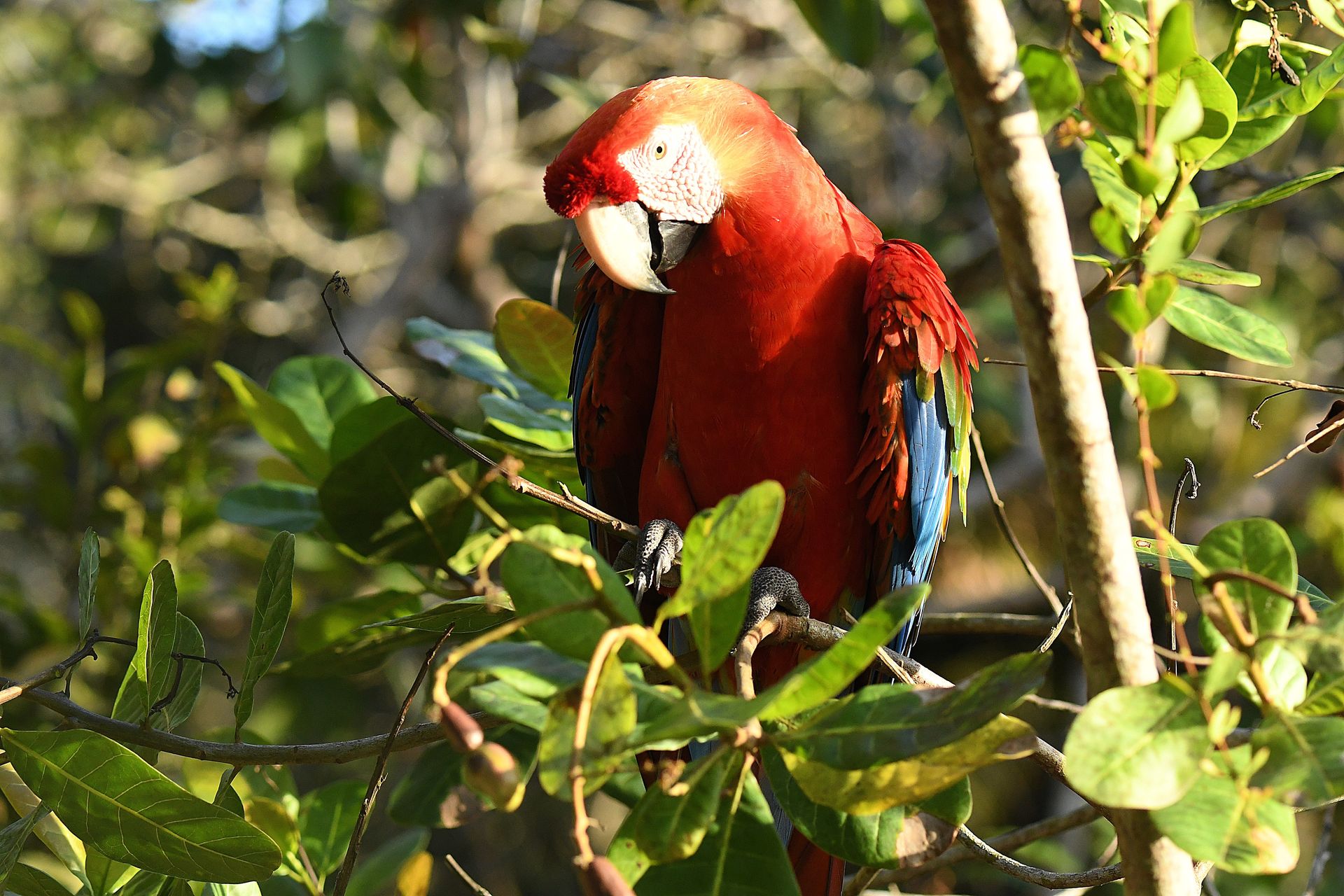 Red macaw in close-up, vivid plumage