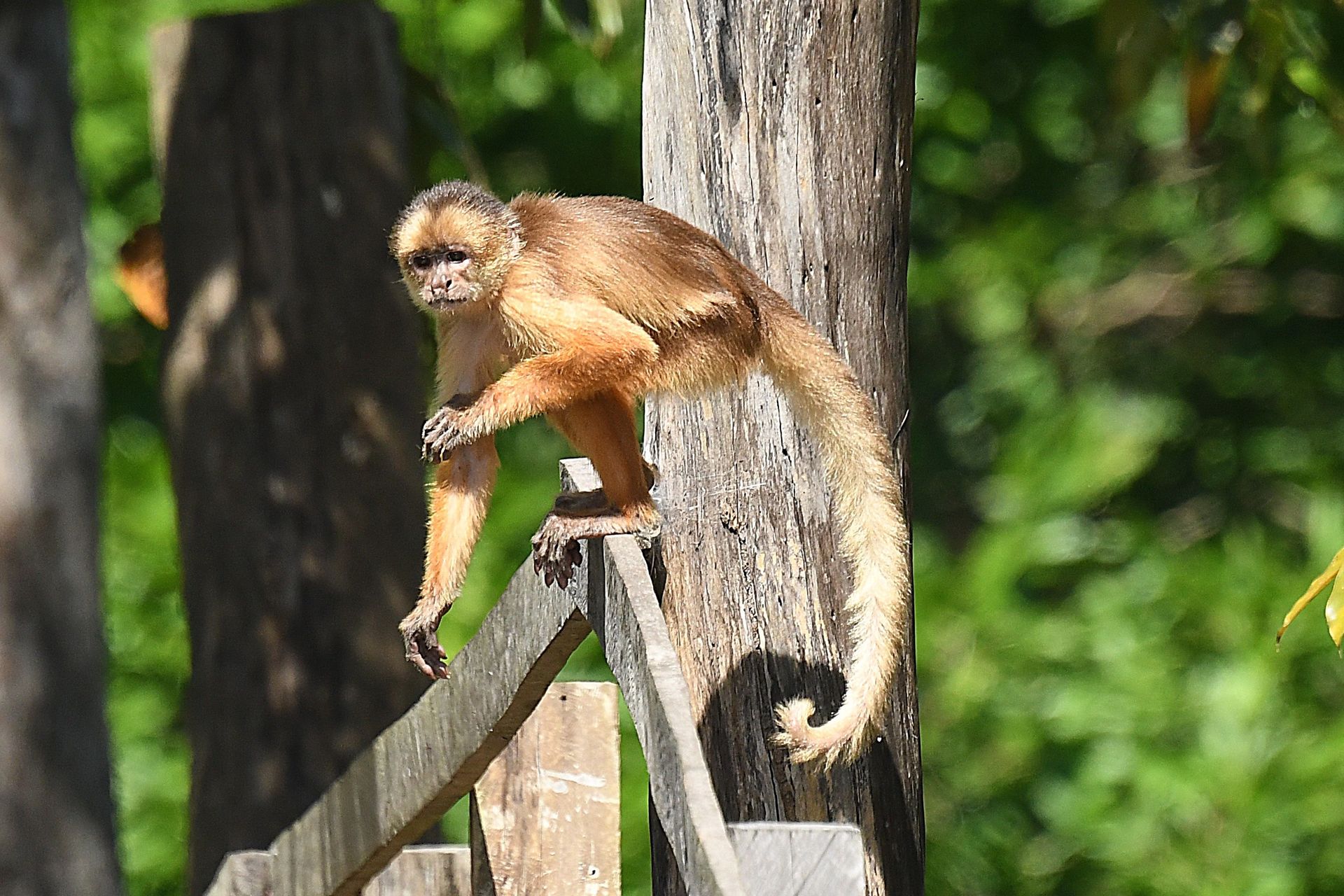 Capuchin monkey in the forest