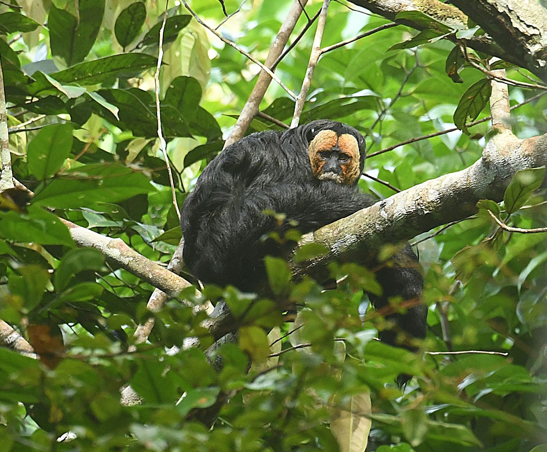 Uacari monkey in the Amazon rainforest on the Ecological Expedition 8-day tour from Manaus