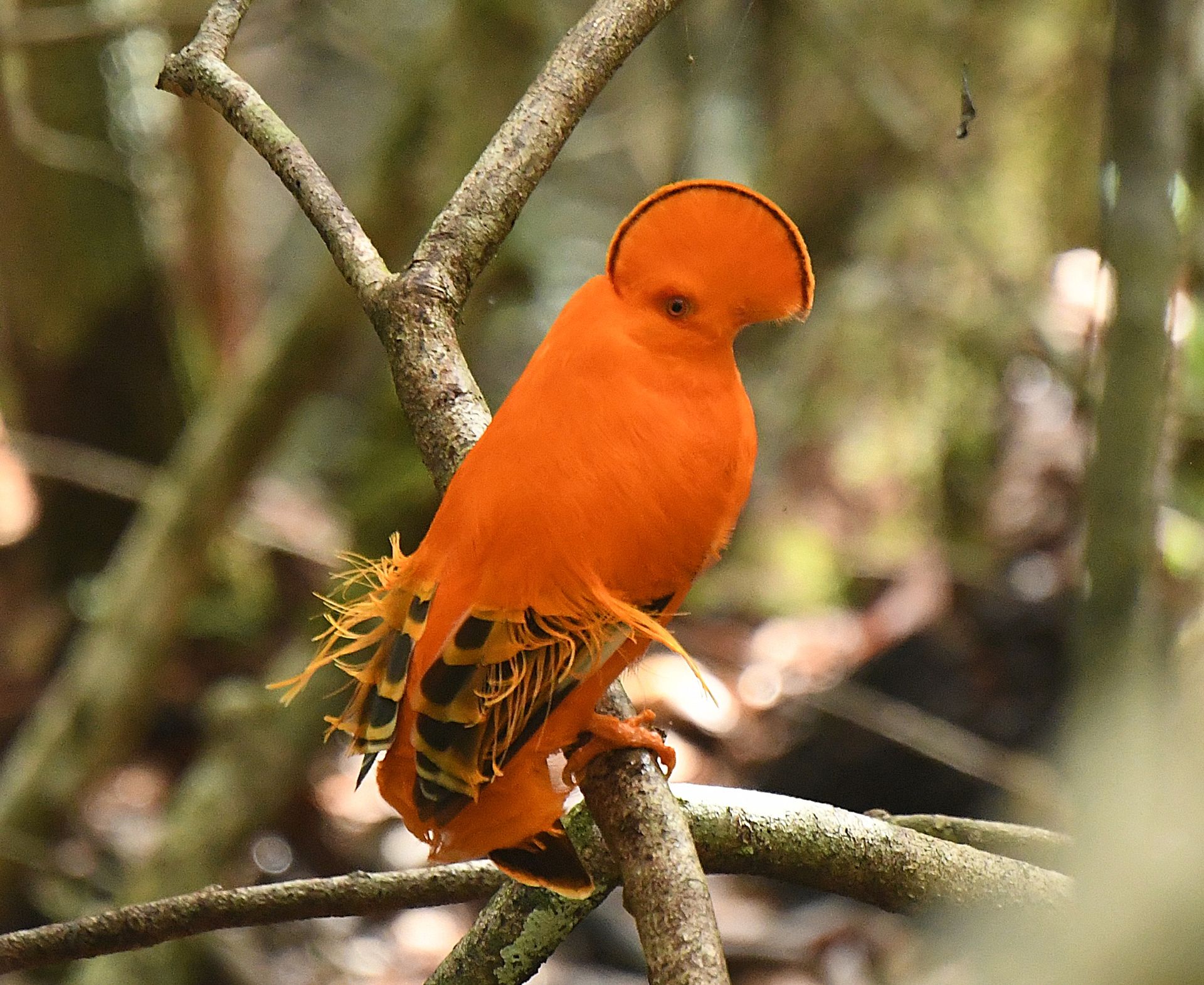 Brilliant orange Cock-of-the-rock on a branch in the Amazon forest