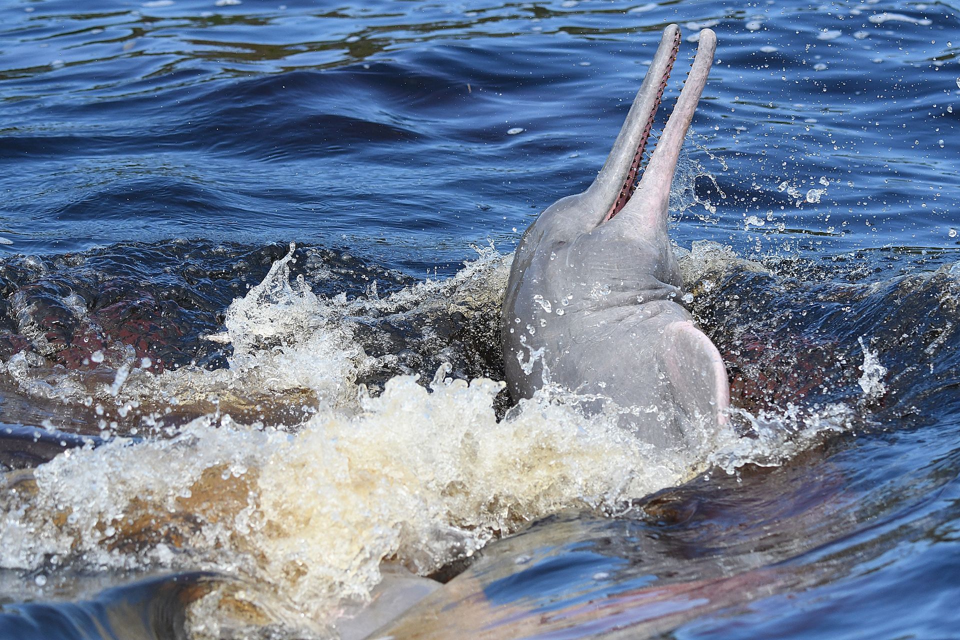 River dolphin leaping dramatically from the Amazon
