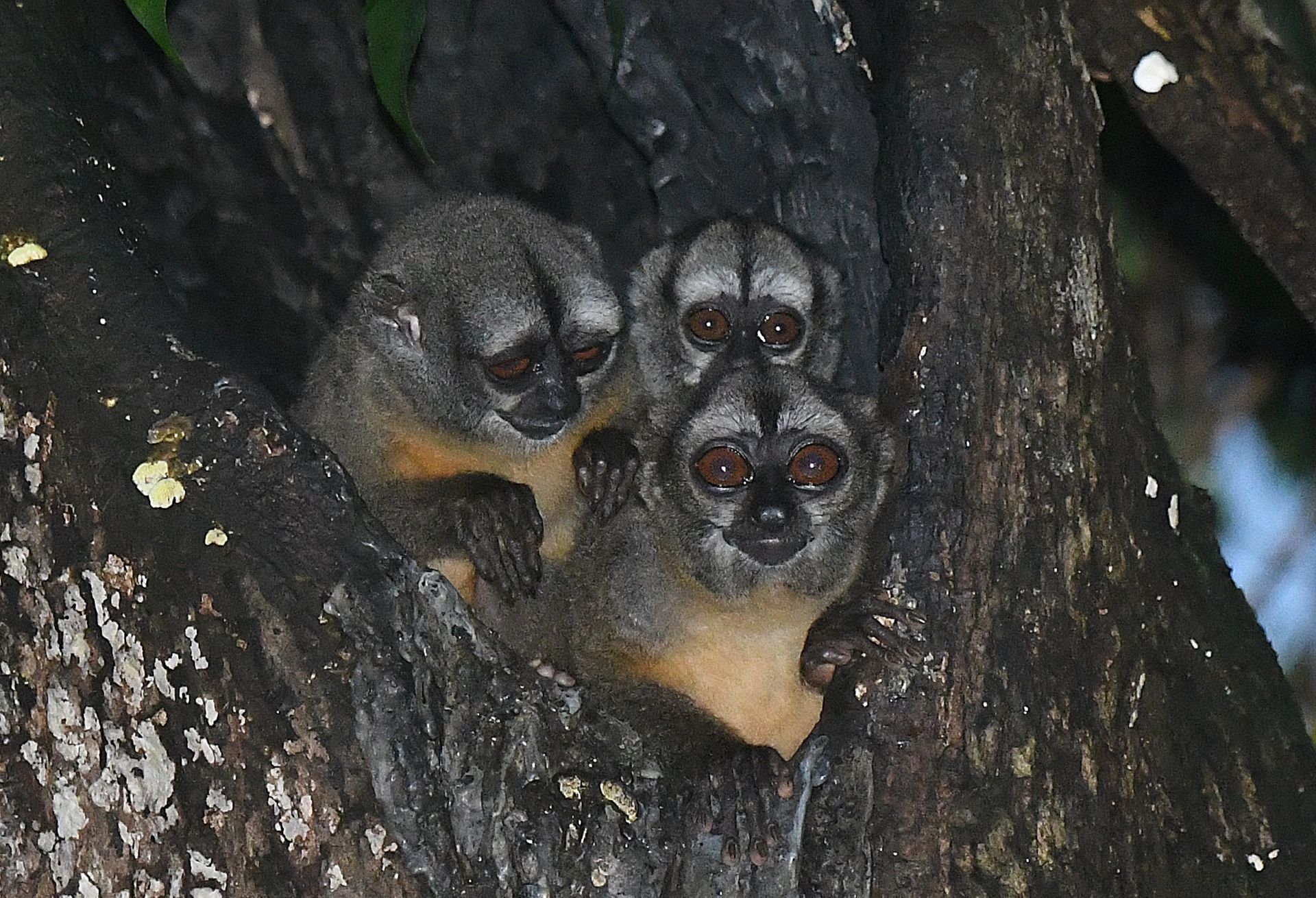 Trio of Aotus night monkeys roosting in the Amazon forest