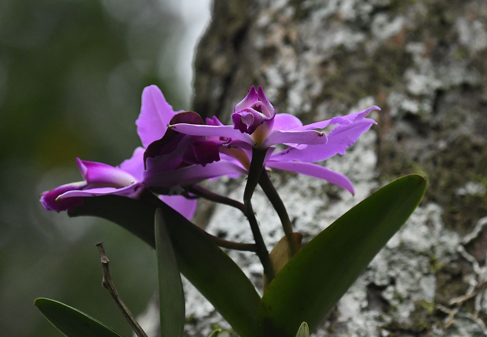 Purple orchid growing from a trunk in primary Amazon forest