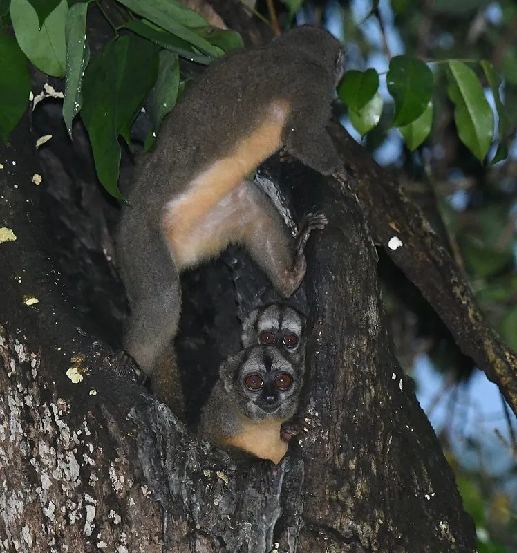 Wildlife encounter in the Amazon forest on The Full Amazon 5-day tour from Manaus