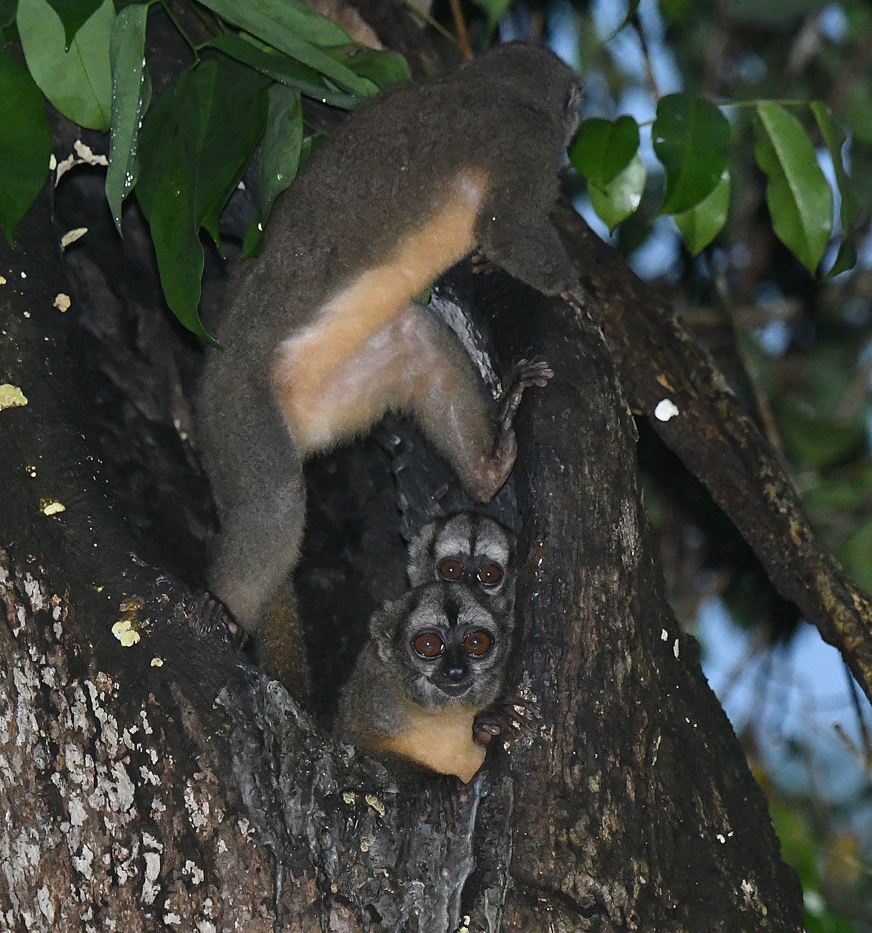 Wildlife encounter in the Amazon forest on The Full Amazon 5-day tour from Manaus