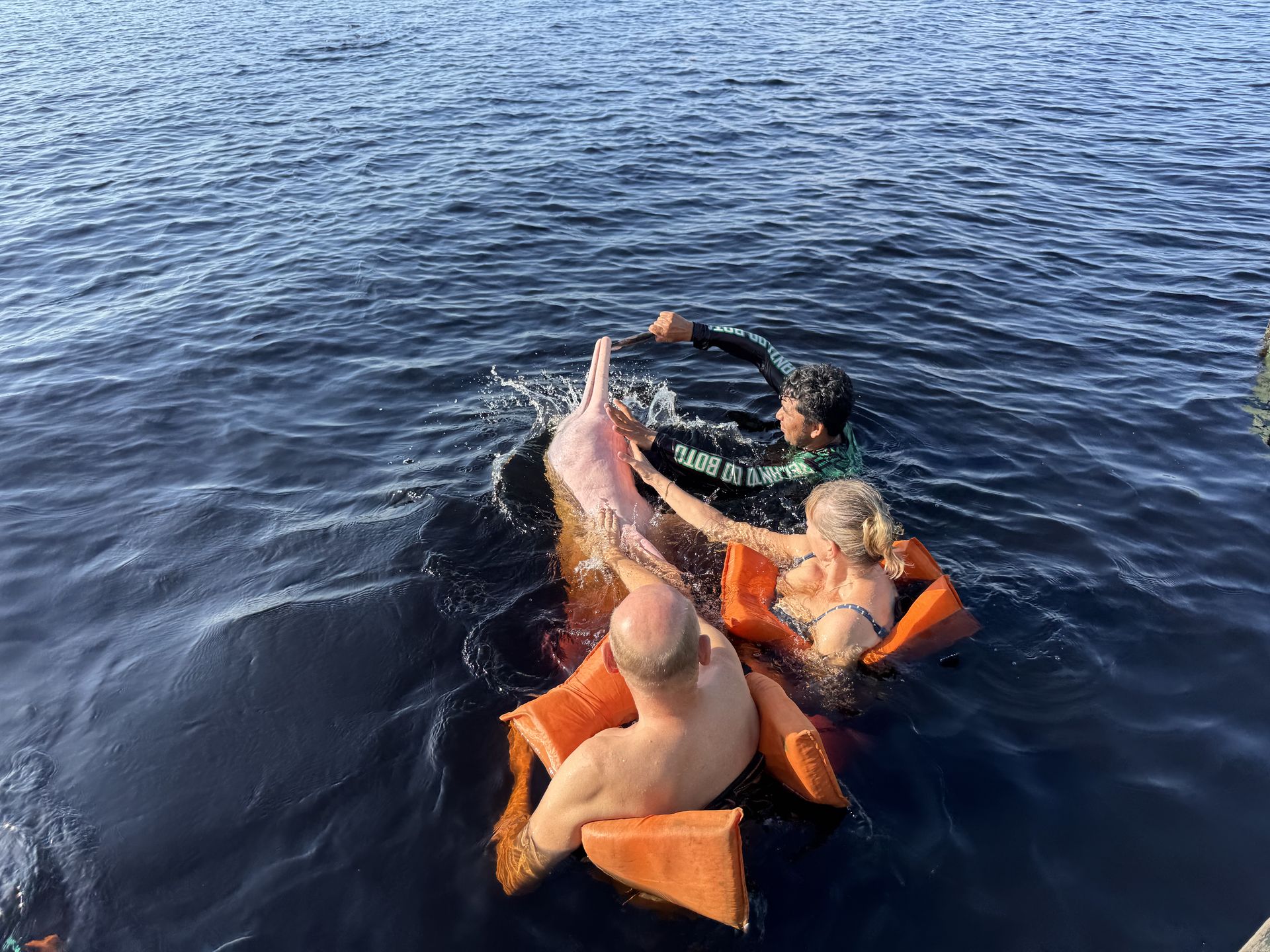 Tourists swimming with a pink river dolphin (Inia geoffrensis) in the dark waters of the Rio Negro, Amazon, Brazil