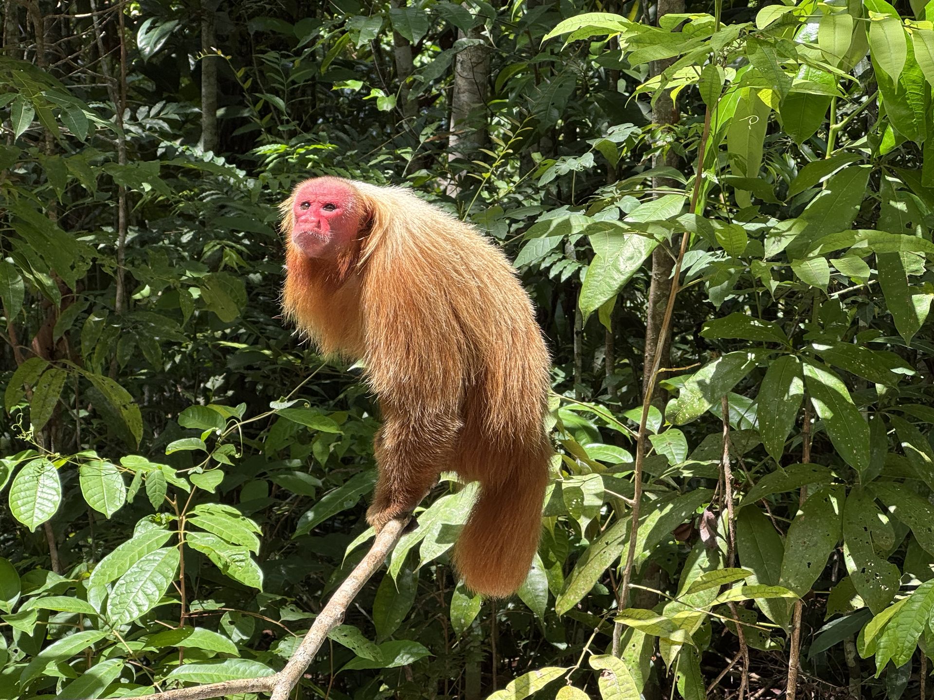 Bald uakari monkey (Cacajao calvus) with distinctive crimson face standing on a branch in the Amazon jungle