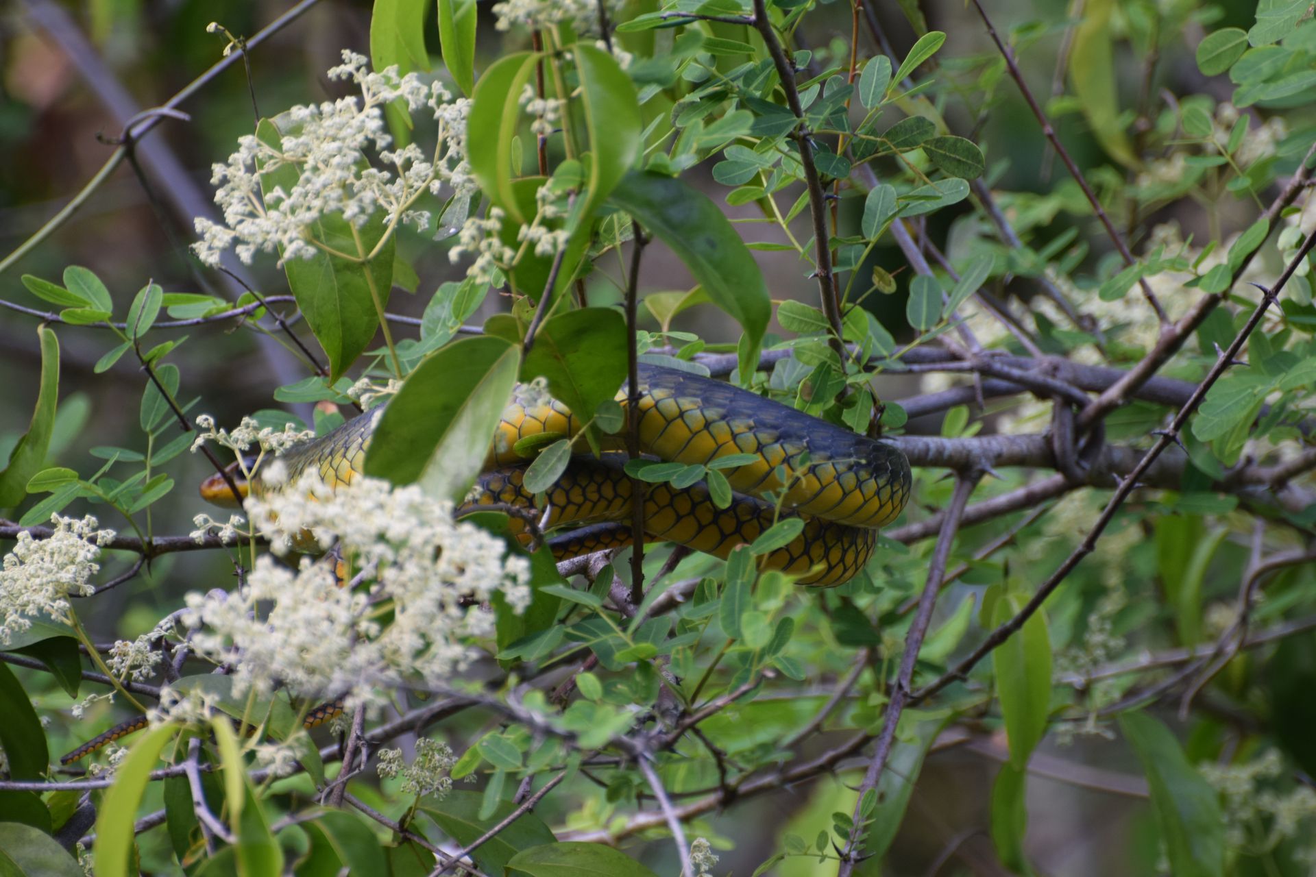 Wildlife in the Amazon rainforest on the Jungle Lodge Expedition 3-day tour from Manaus