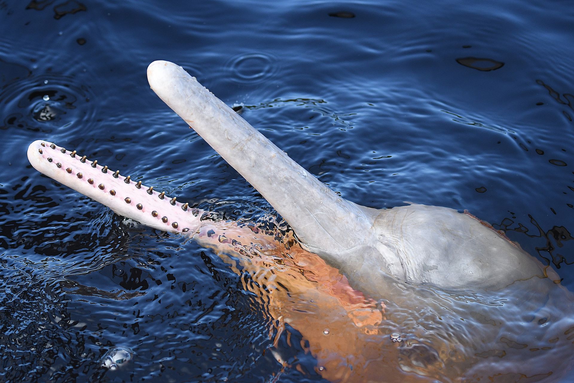 Close-up of a pink river dolphin rostrum above the waterline — detail of the distinctive long beak of Inia geoffrensis