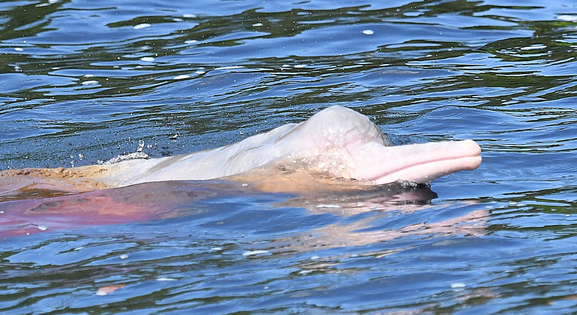 Pink boto surfacing in the river