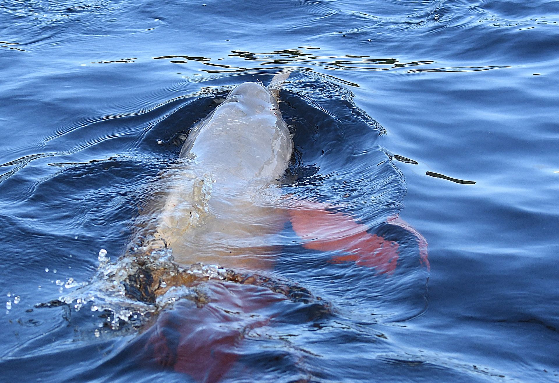 Amazon pink river dolphin emerging at the water's surface, dorsal fin and pink body clearly visible