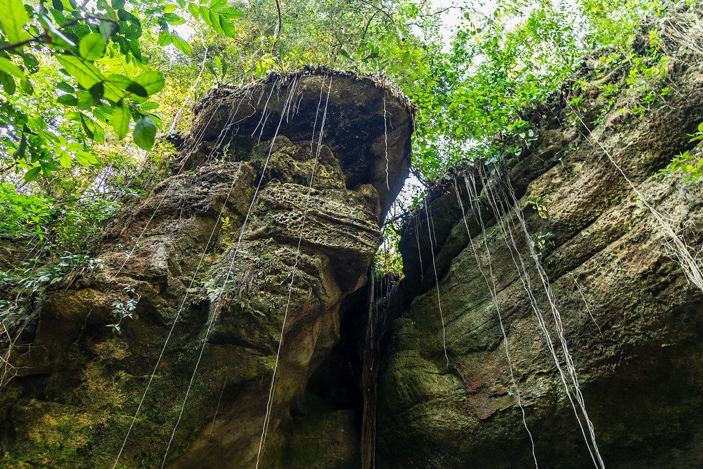Ancient sandstone rock formations with aerial roots and dense forest canopy, Presidente Figueiredo ecological reserve