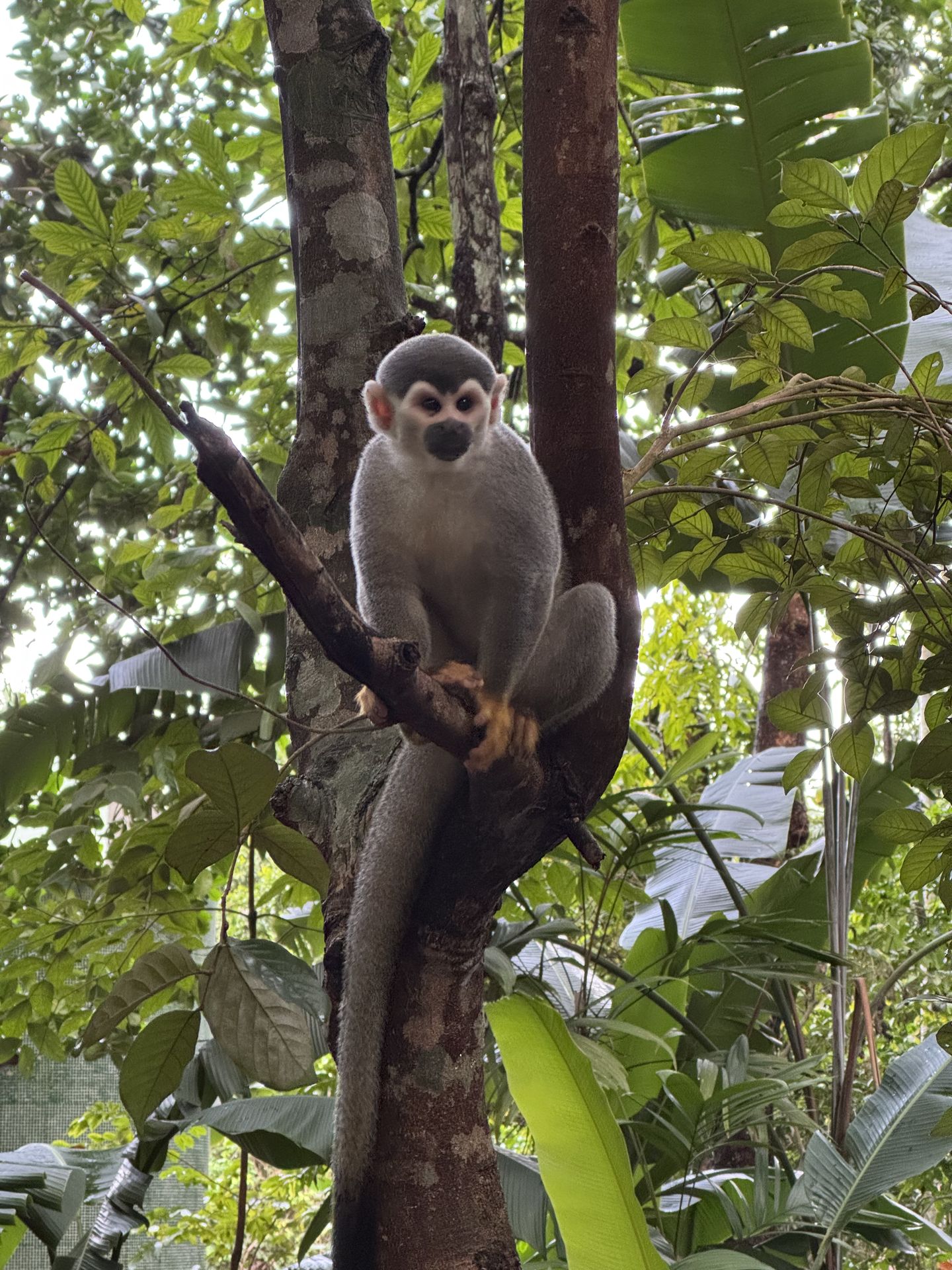Woolly monkey hanging in the Amazon forest canopy during a guided jungle walk